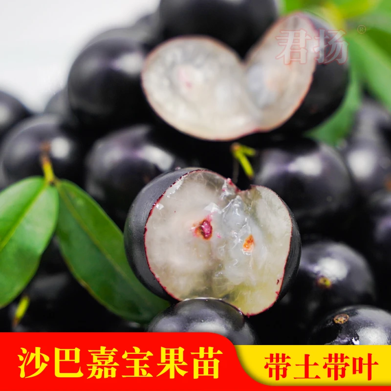 沙巴嘉宝果树苗树葡萄苗可地栽可盆栽庭院种植
