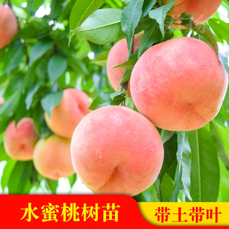 水蜜桃油桃果苗盆栽地栽果树苗桃子南北方种植当年结果水蜜桃