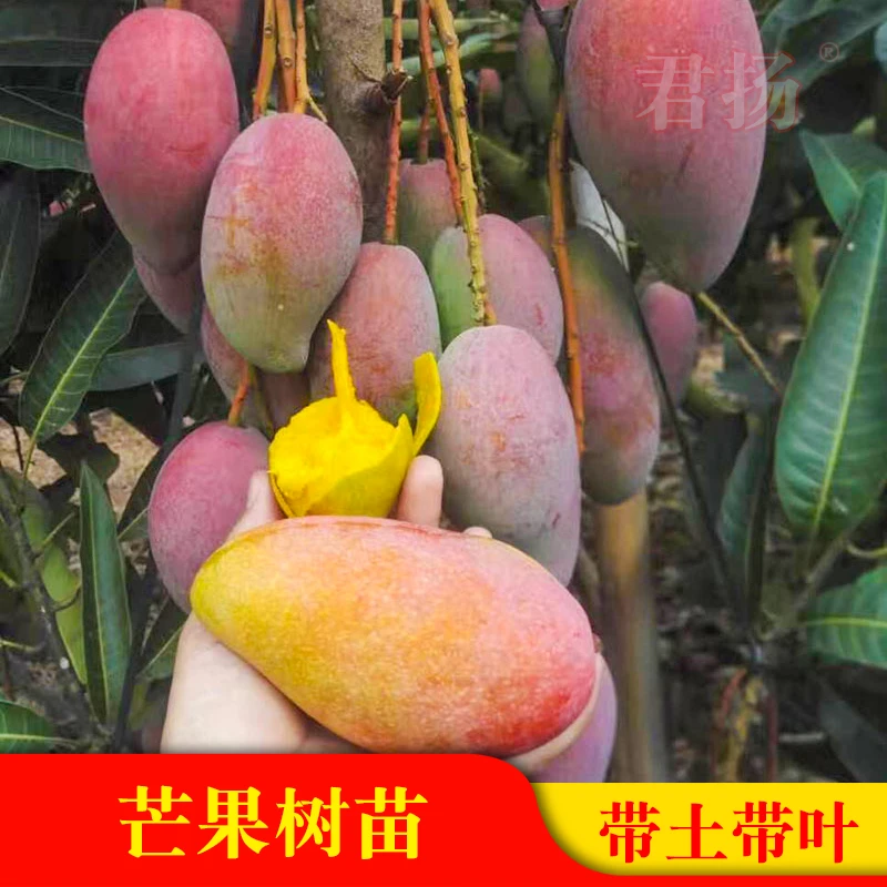 芒果苗金煌台农桂七四季贵妃澳芒嫁接果树苗地栽盆栽带土