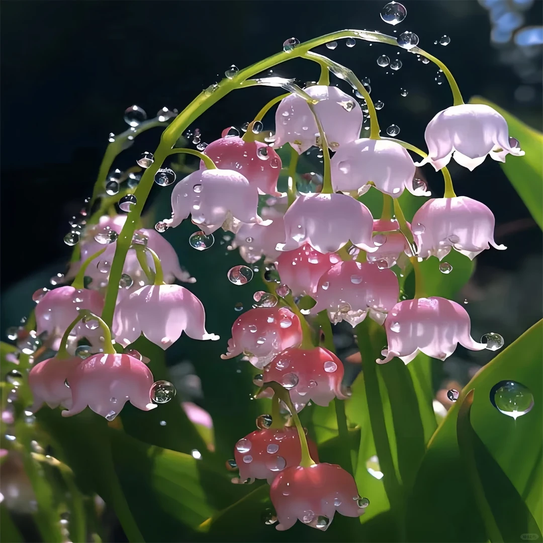 【精品进口】稀有铃兰花苗带根种根手捧花包对版开花浓香盆栽种好
