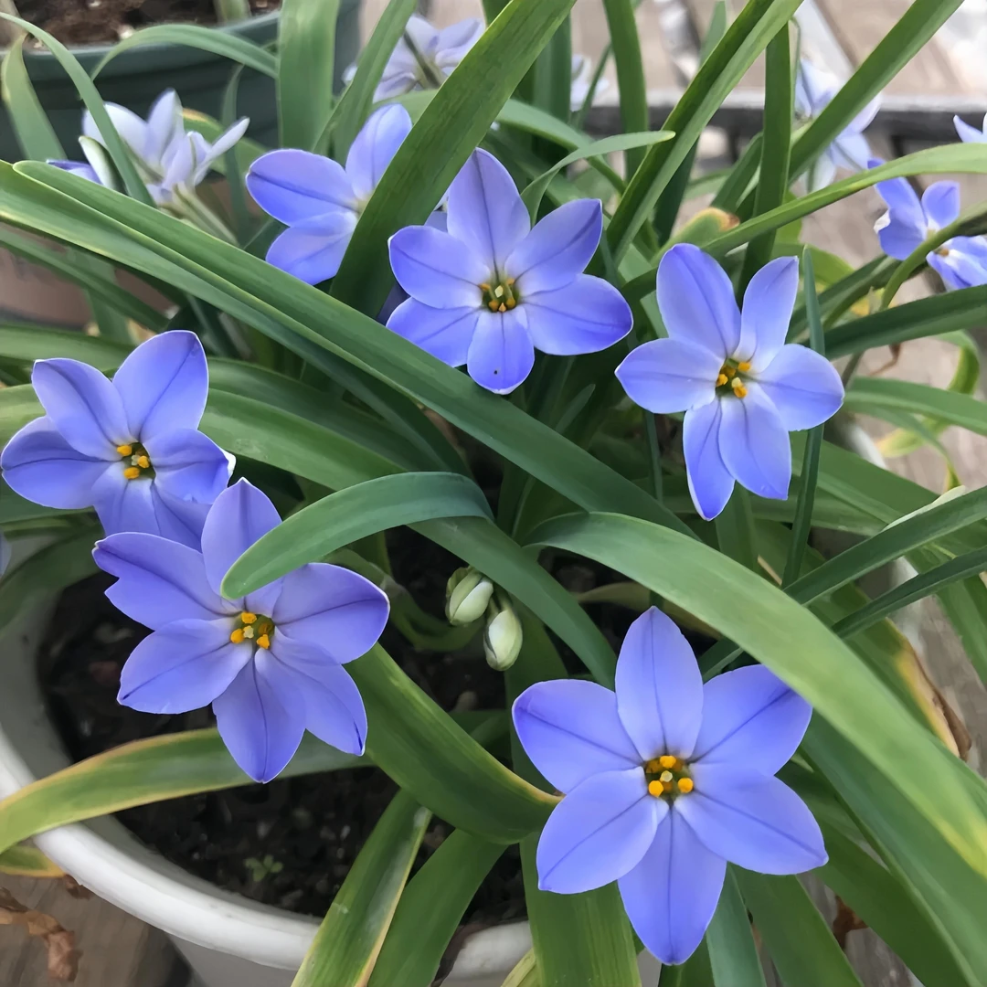 清香型四季开花单重瓣风雨兰种球庭院阳台花卉绿植好养活韭兰种植
