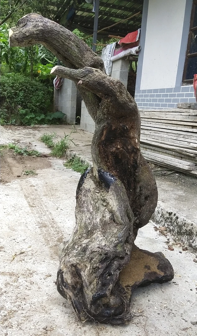 兰花金弹子直播品金边虎皮兰盆栽黑松榕树盆景