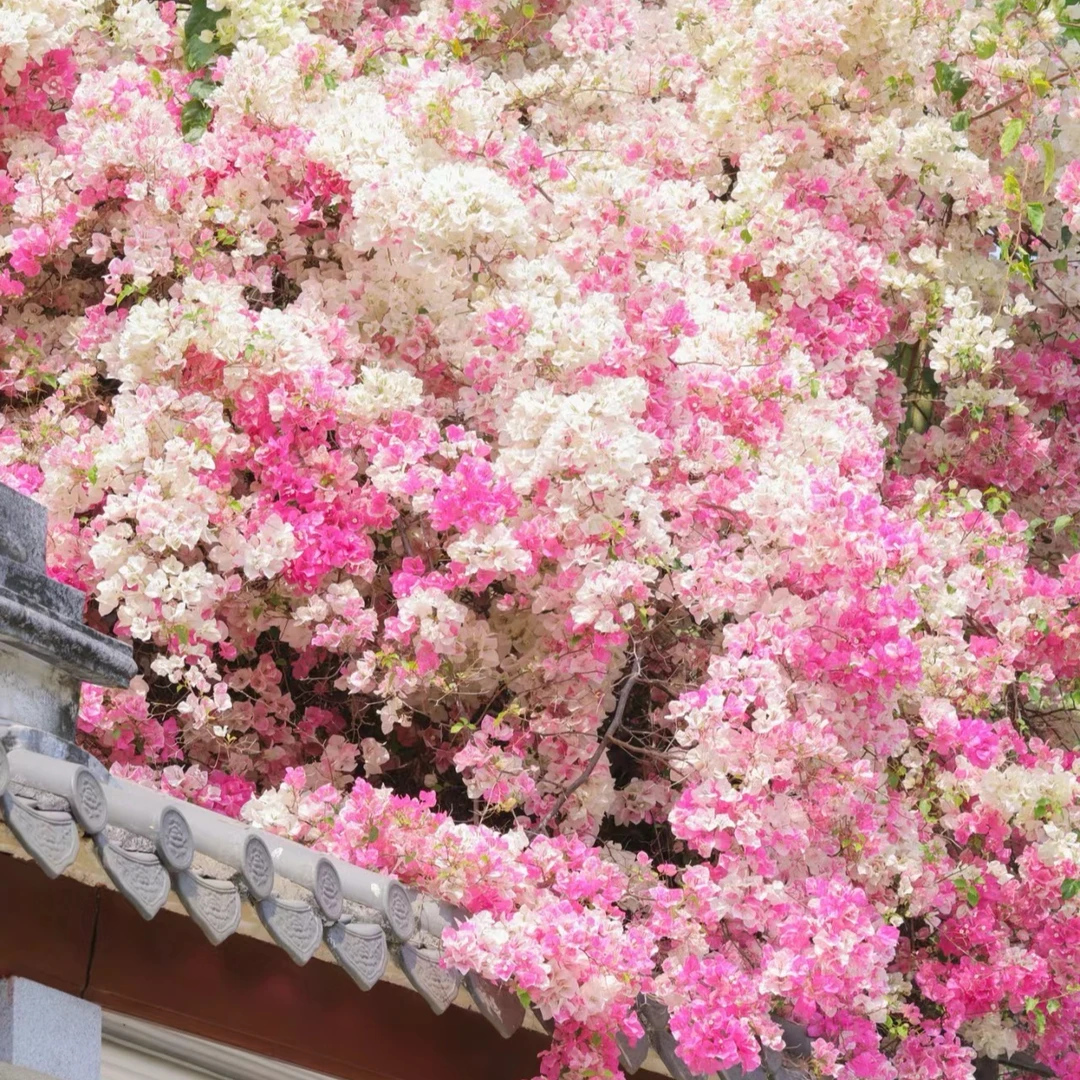 花黎 【彩色三角梅0.5加仑单盆】一物一拍观花彩色三角梅