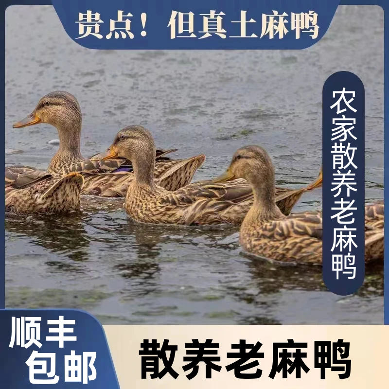 【果园土鸡】河塘放养三年左右 老麻鸭 单只净重5-5.5斤 带鸭舌