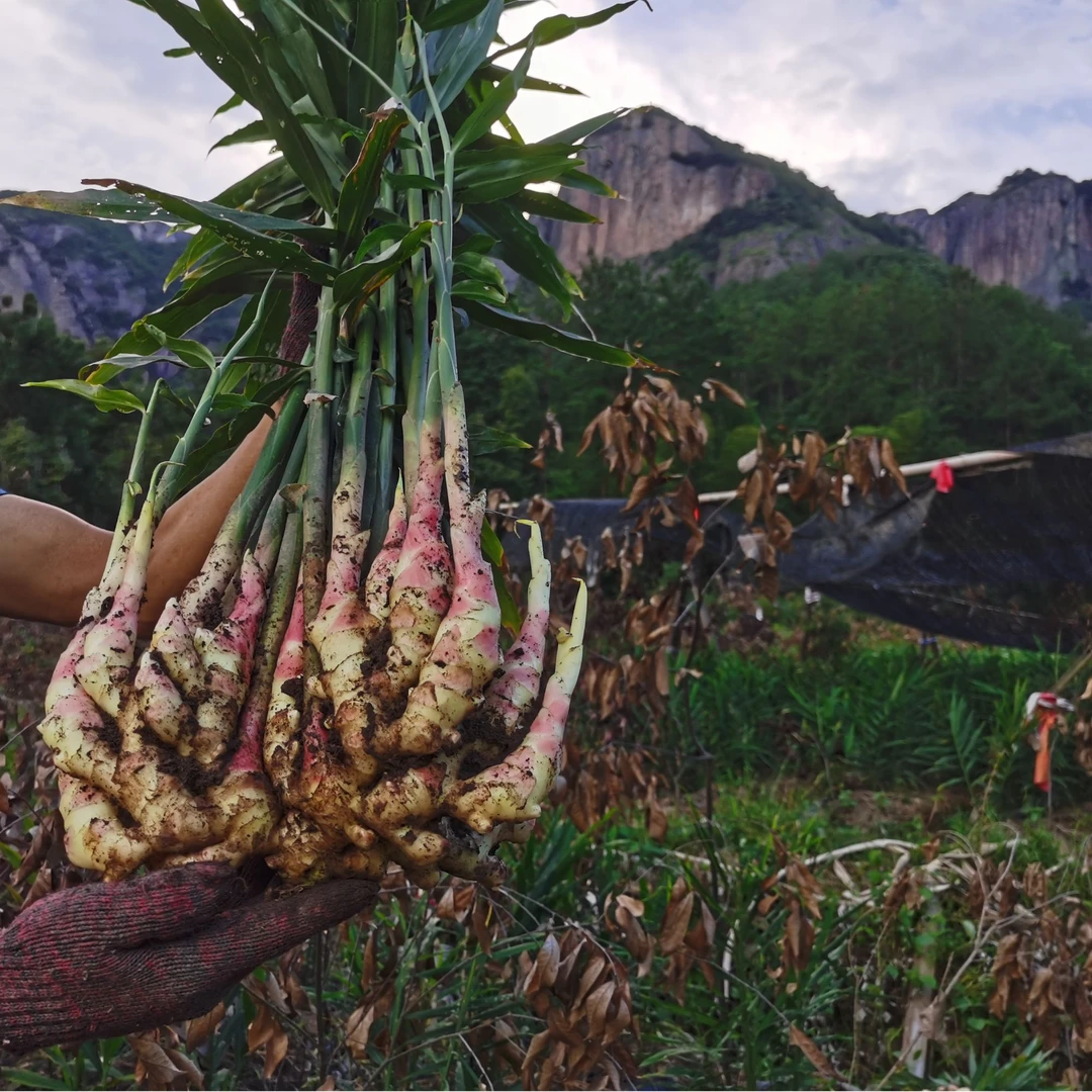 国家地标农产品正宗五指岩生姜核心产区不打除草剂富硒高锰少筋