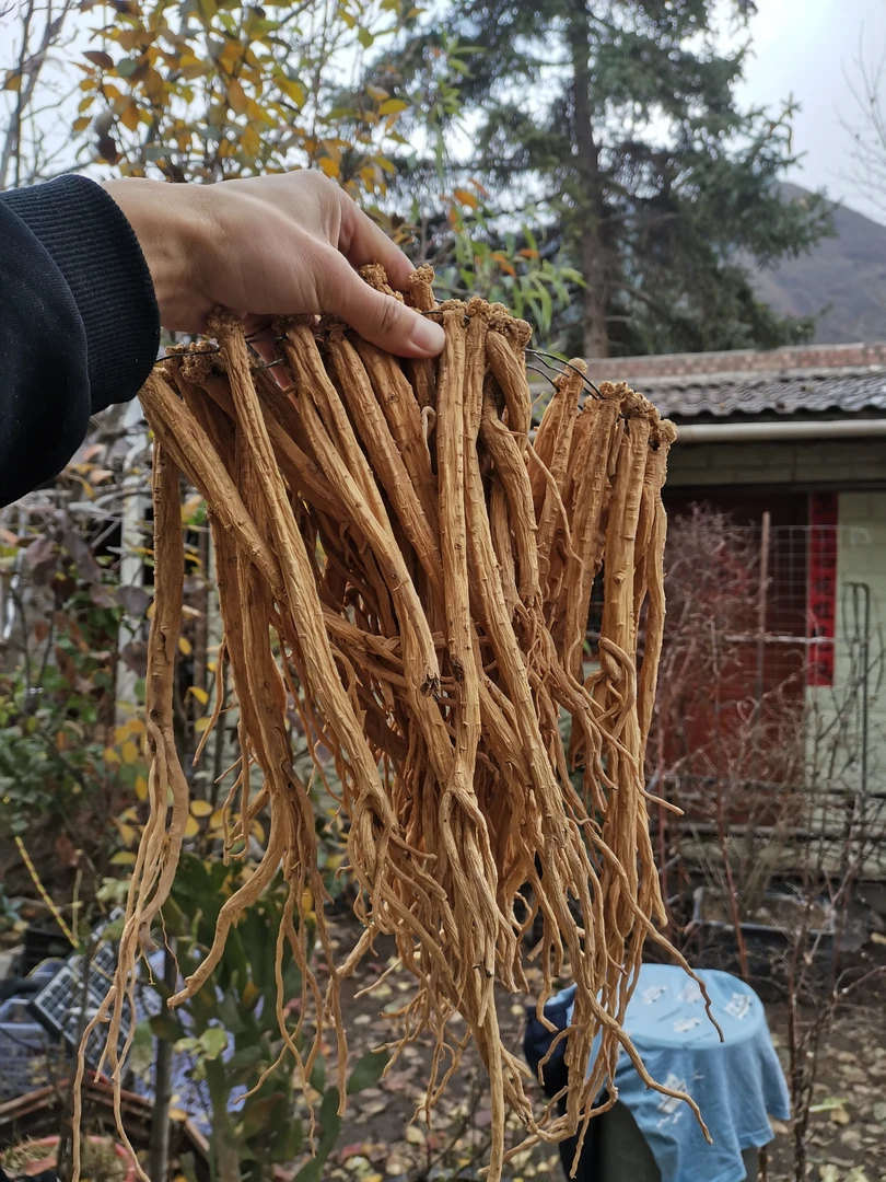 甘肃农家种植白条党参250---500克