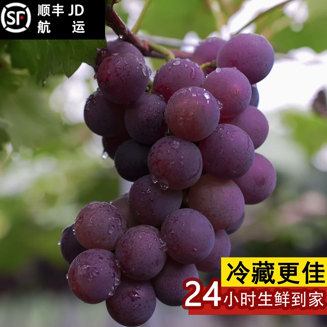新鲜采现摘巨峰正宗浦江巨峰葡萄9年老树阳光玫瑰甜度高应季水果