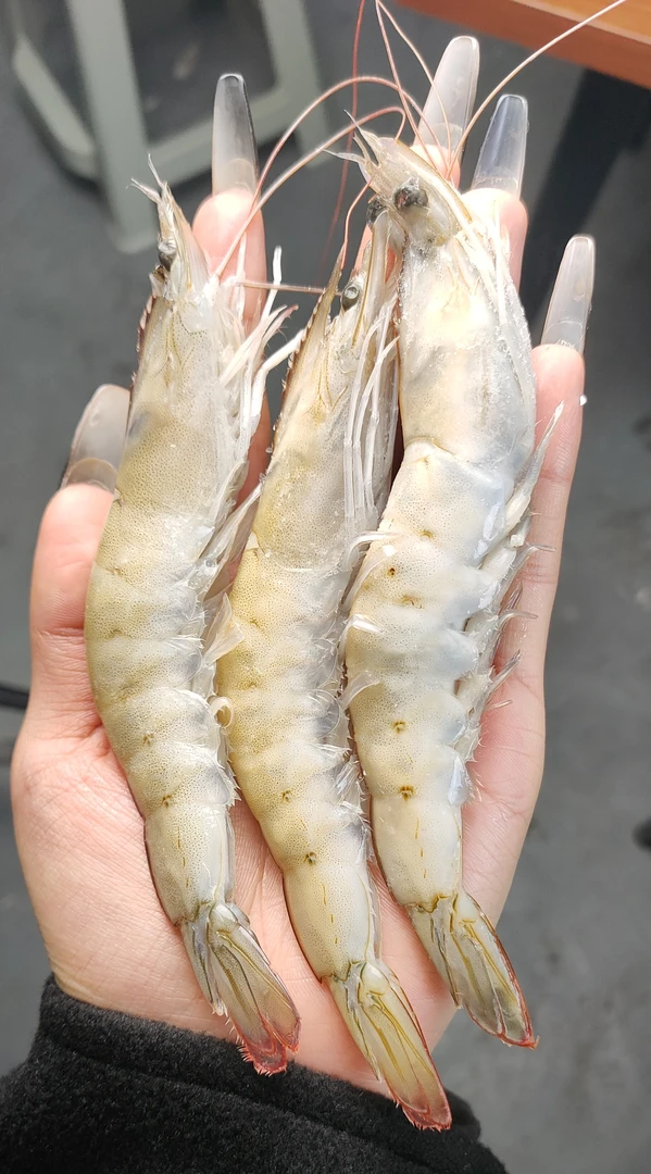 【新疆包邮】锁鲜急冻精美虾南美对虾大个虾肉质鲜嫩Q弹3KG