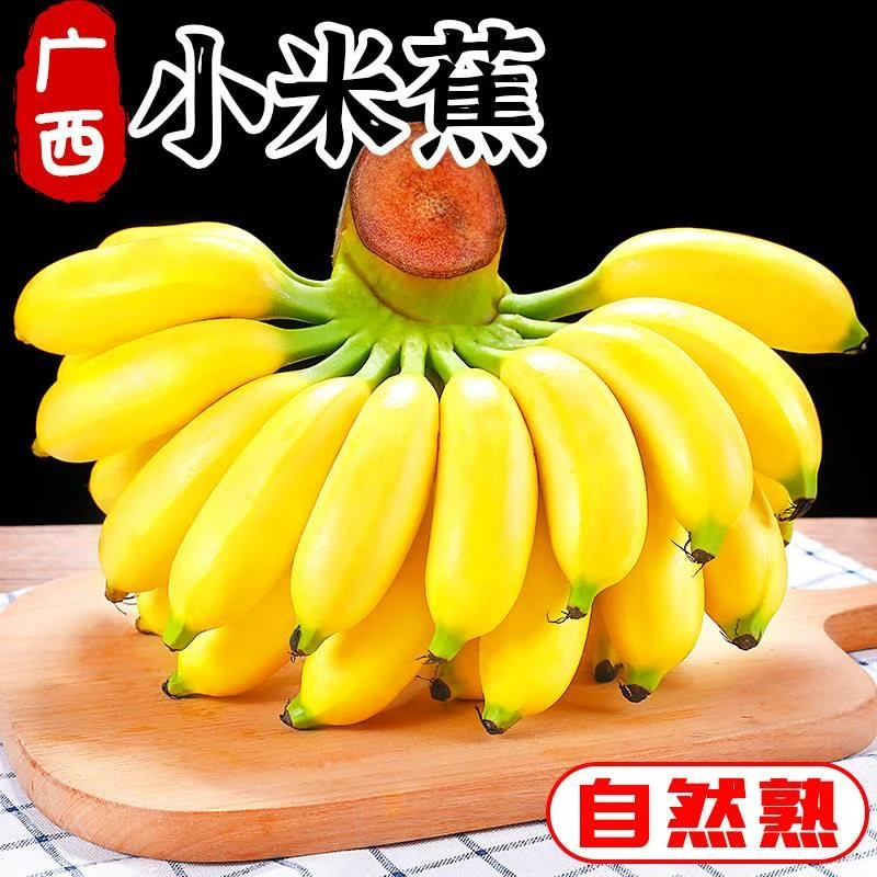 正宗广西小米蕉香蕉应季新鲜水果整箱包邮小香蕉粉蕉自然熟苹果蕉