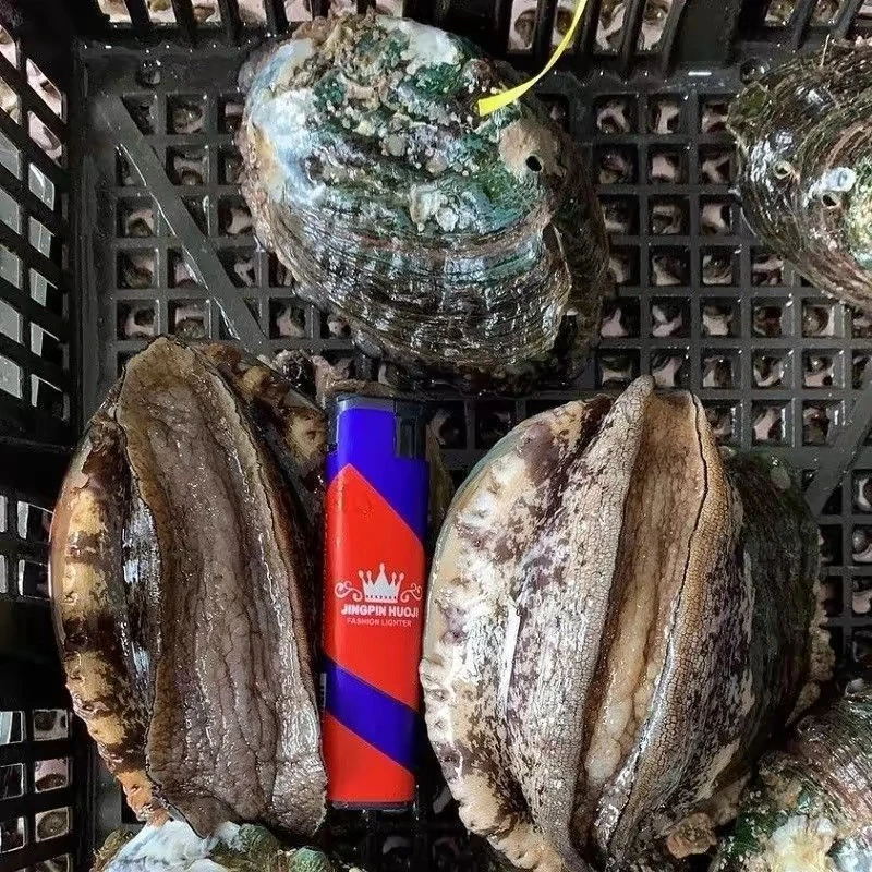 东山岛6-7头特大鲍鱼7-8cm鲜活速冻鲍鱼海鲜水产