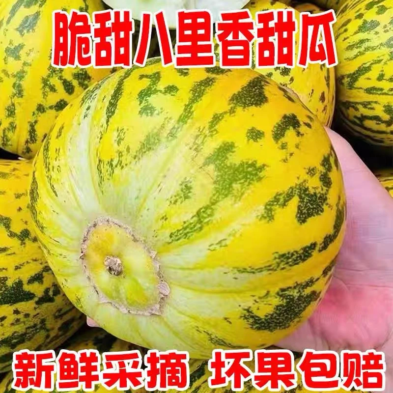 东北八里香斤新开园头茬香瓜 现摘现发花蕾甜瓜 清香四溢脆甜多汁