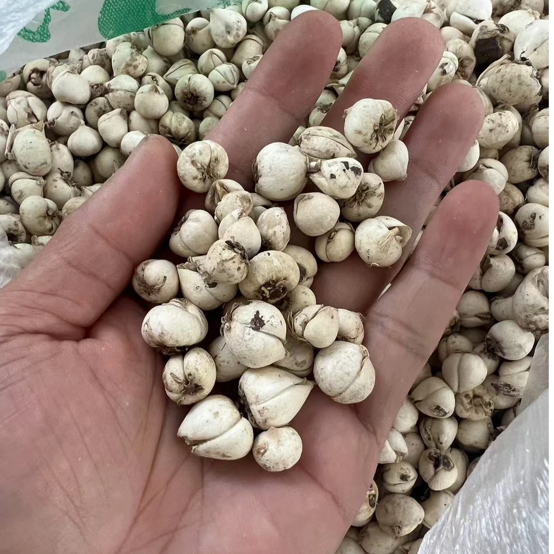 西藏特产贝母 正宗藏贝 味苦 回甘  精选贝母