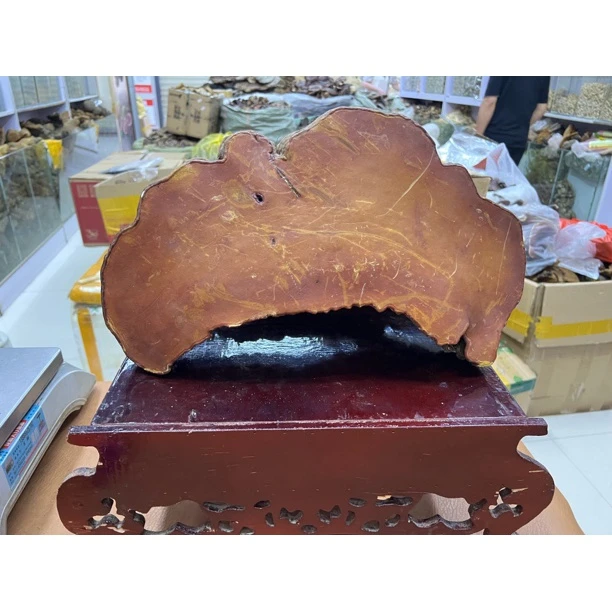 西藏高海拔红豆灵芝 （青岗灵芝）