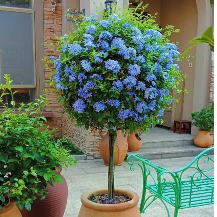 蓝雪花耐热耐寒植物花卉绿植盆栽四季开花阳台庭院