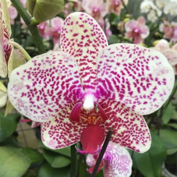 【杰克抽梗苗】蝴蝶兰高品质买五送一