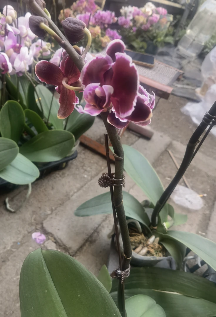 【拉丁舞裙抽梗苗】蝴蝶兰网红爆款