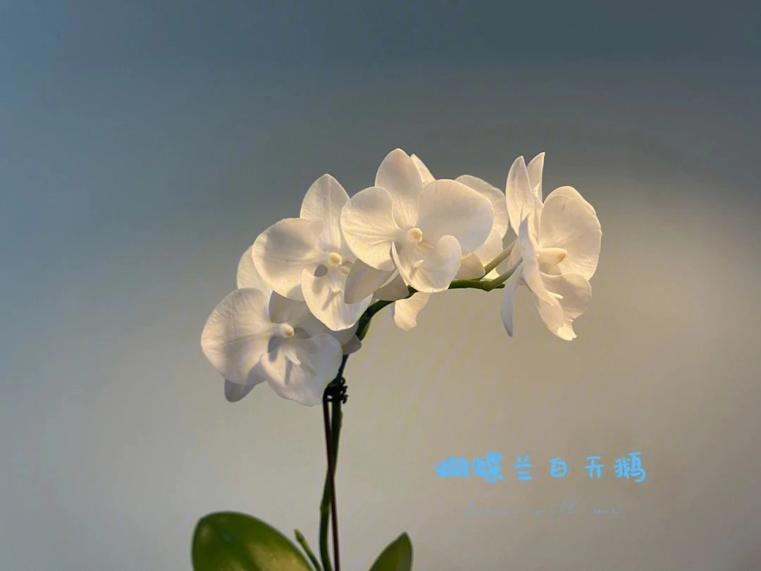 【白天鹅抽梗苗】蝴蝶兰白色经典买五送一