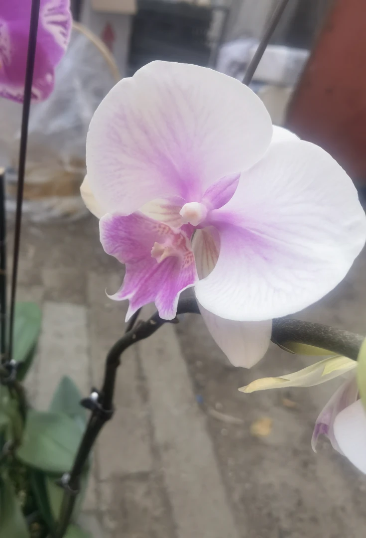 【甜美人抽梗苗】蝴蝶兰大花经典
