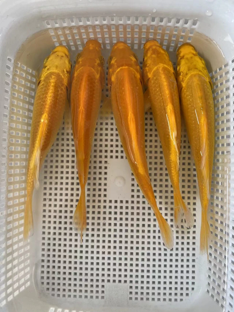 【13】10-13cm 黄5 观赏鱼4号箱