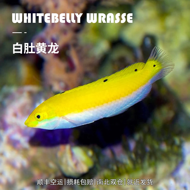 白肚黄龙/隆头鱼/人工/野生/海水饲养/南北双仓/就近发货