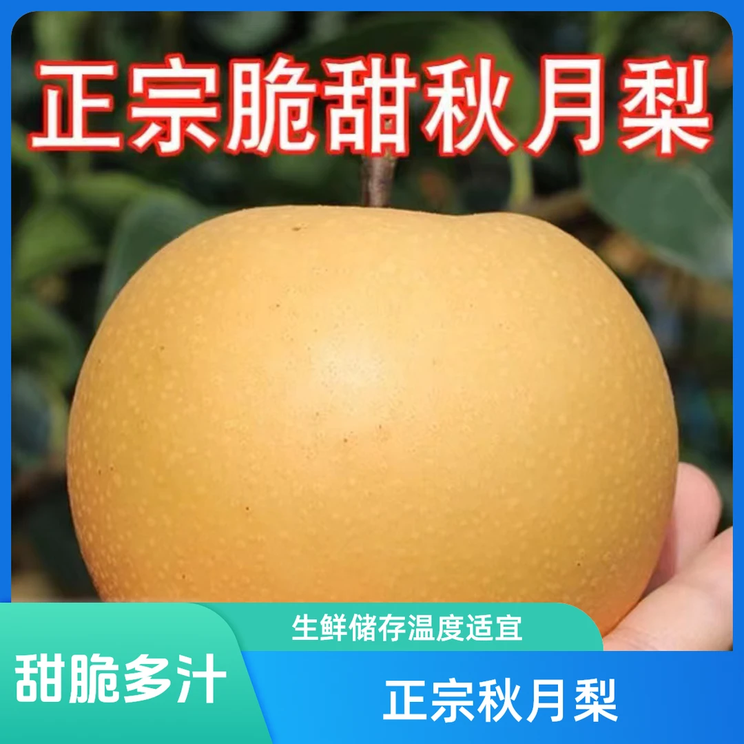 2024山东正宗秋月梨甜脆多汁新鲜饱满口感
