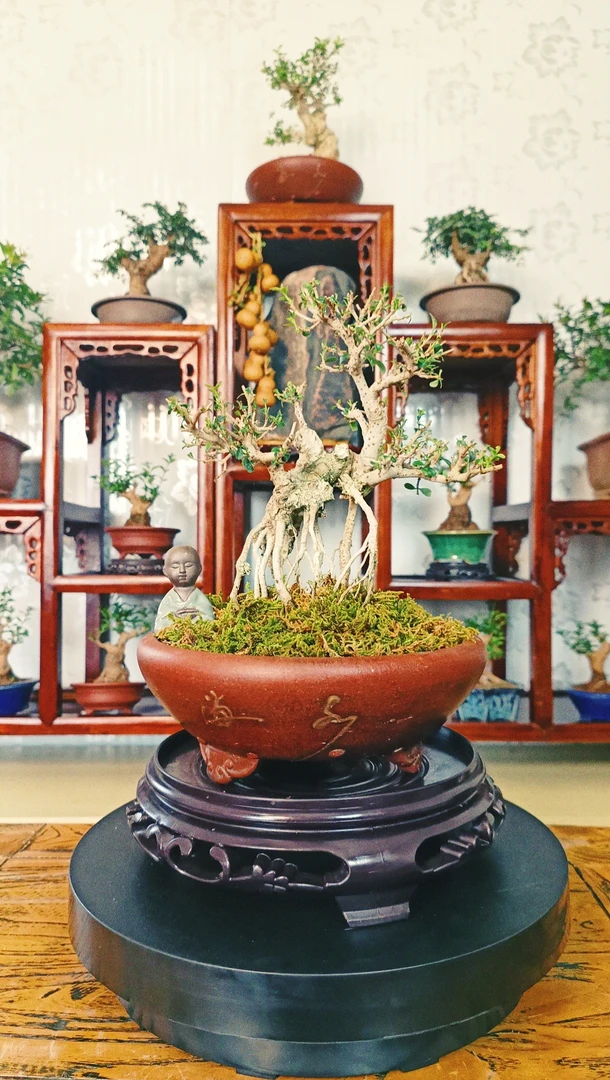 2号链接 杂木类盆景树桩  一物一拍