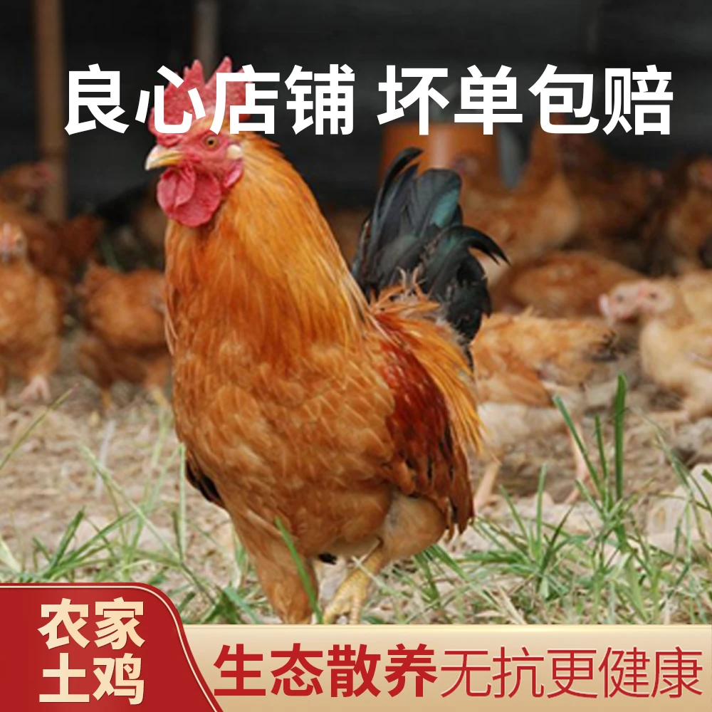 【大公鸡】笆篱山土黑猪皖南农户家养红毛大公鸡养足180+黑脚土公鸡