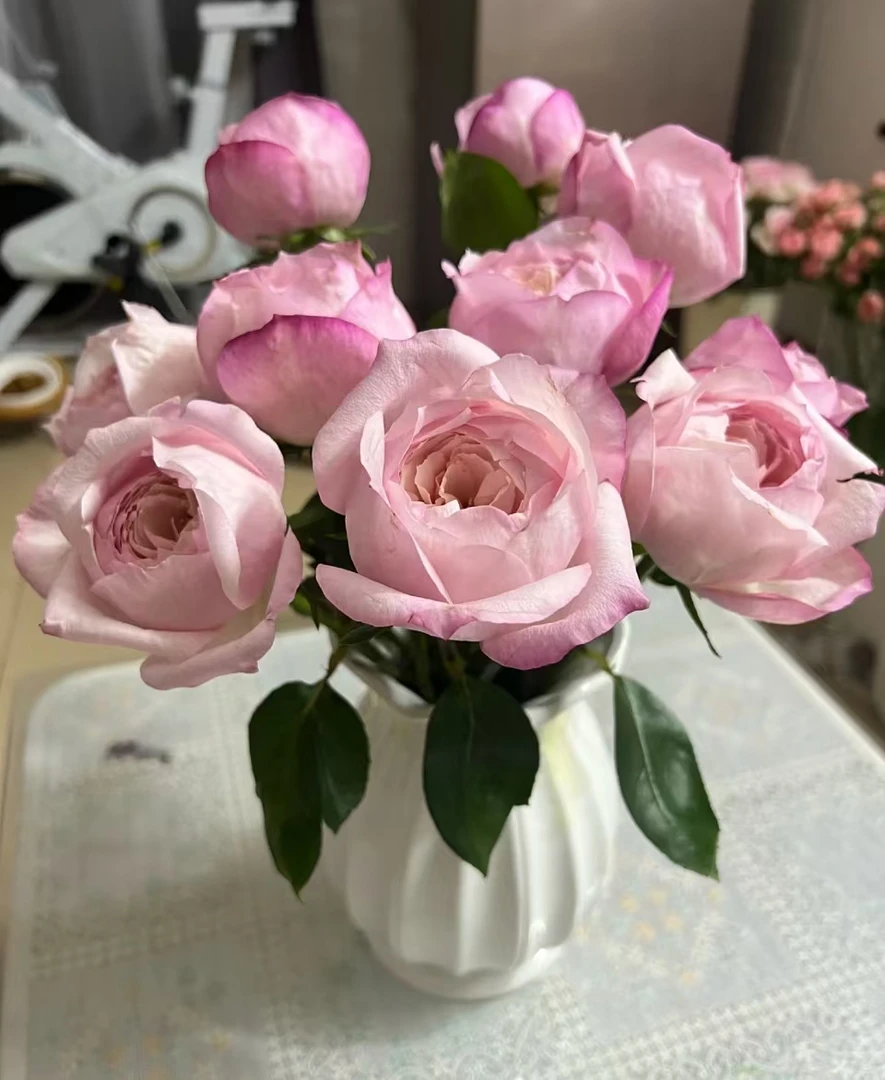 【云之卉】樱桃唇玫瑰 一单不包邮需补运费！！！两单及以上顺丰包邮