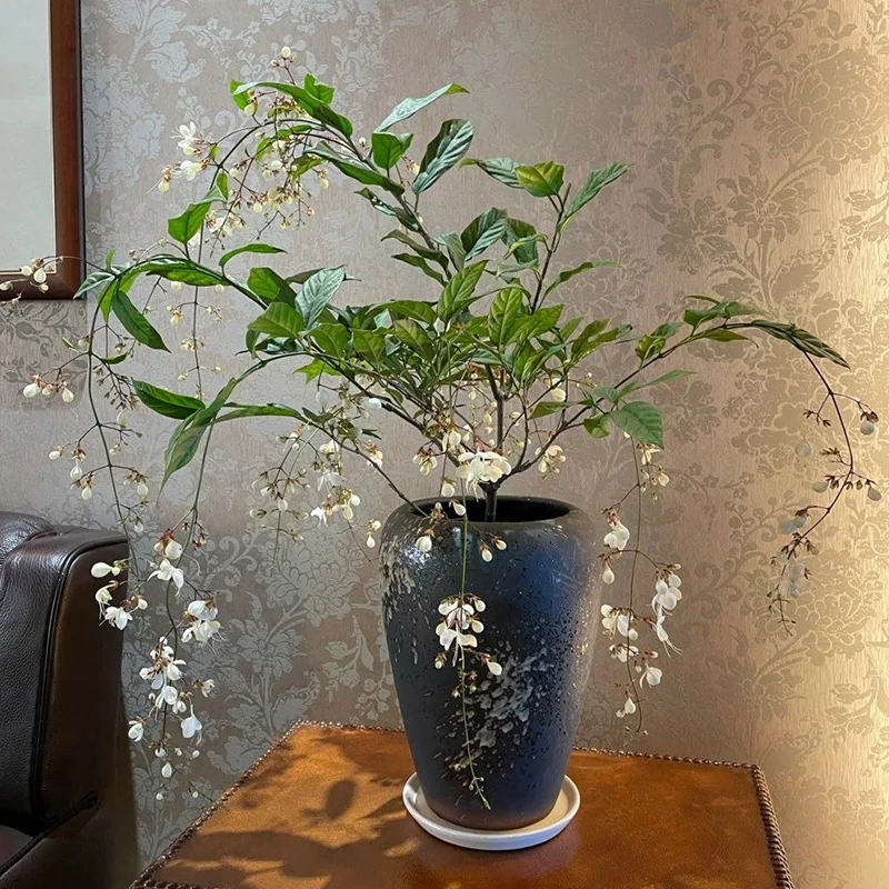 天狼四季垂丝茉莉花白喜光易养庭院花园木本植物花卉盆栽苗