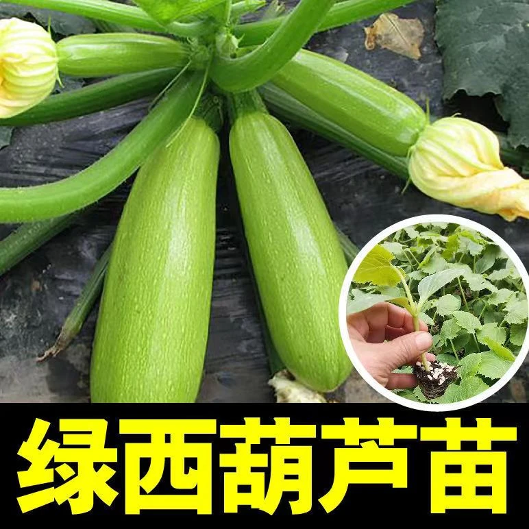 西葫芦苗秧苗绿皮油亮占瓜苗高产抗病早熟角瓜种苗四季盆栽蔬菜苗