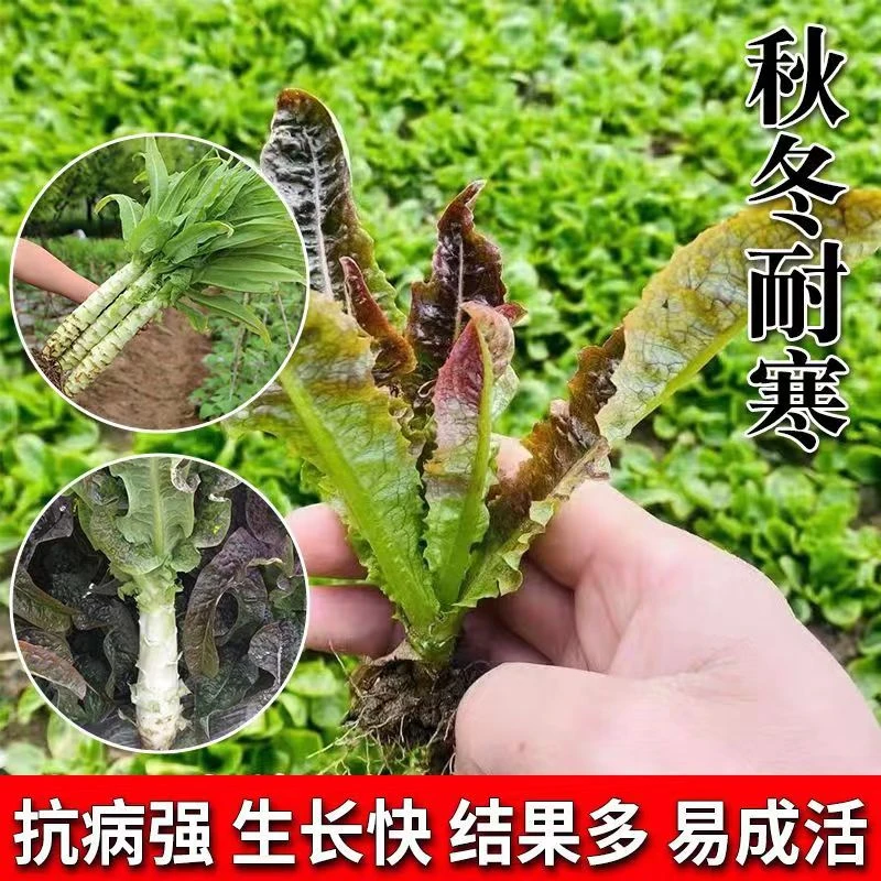 耐寒蔬菜苗莴苣秧苗青皮红皮莴笋幼苗青梗有机松花菜秋冬种植苗