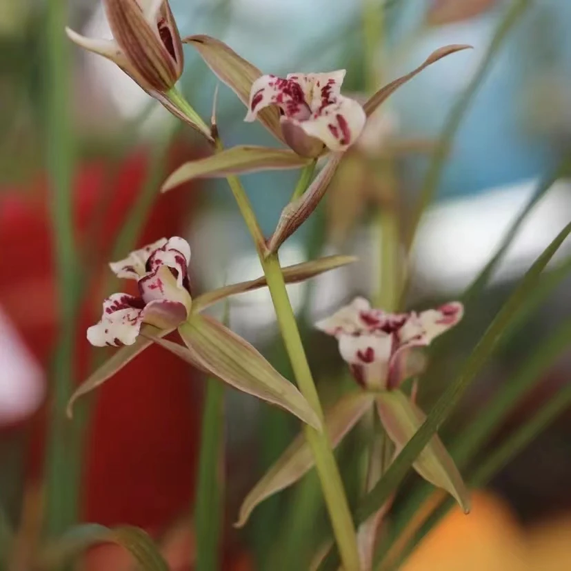 兰花兰草春剑桃园三结义奇花浓香自然种植苗室内绿植盆栽好养易活