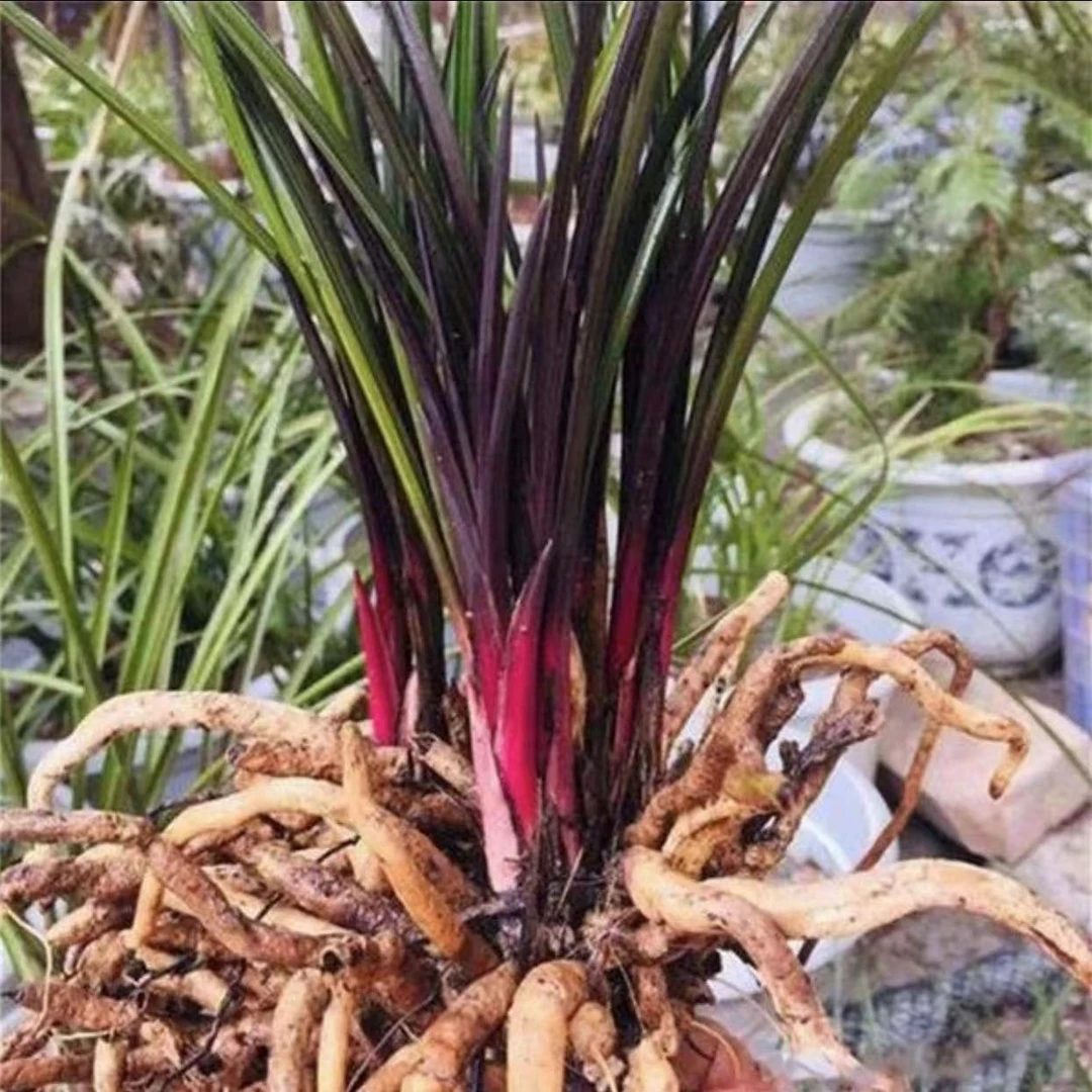 【萌兴兰幽合作社】基地蕙兰红香妃花期带花兰花盆栽花色随机四季