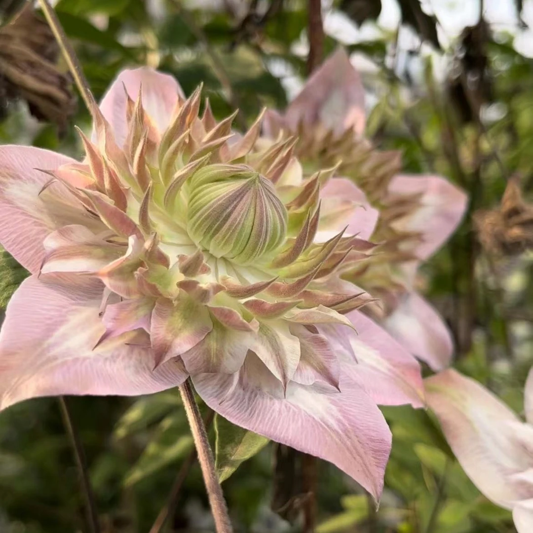 铁线莲 昼天使/桃万重 F系复古色系重瓣大花丰花品种阳台小苗