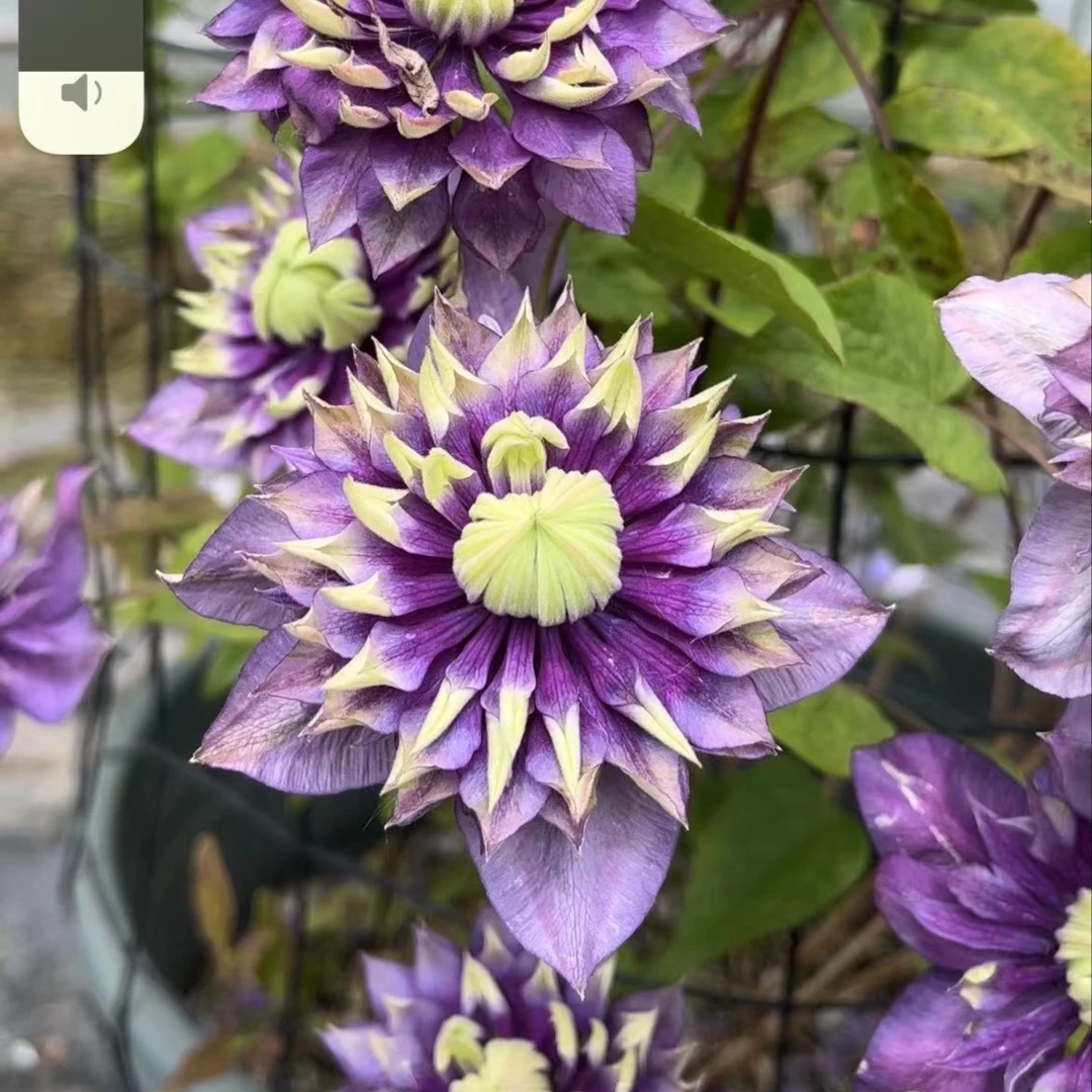 铁线莲 大河 F系重瓣 丰花品种 原盆原土发货耐寒耐热全国可种