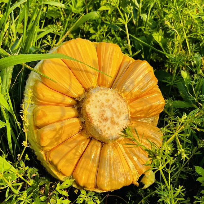 越南进口菠萝蜜【橘黄色果肉】一整个干苞脆甜顺丰京东包邮