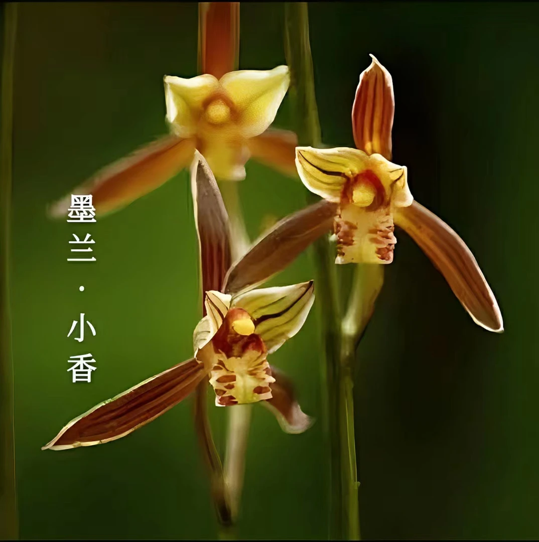 【墨兰小香】浓香室内办公好养型，原盆原土发货