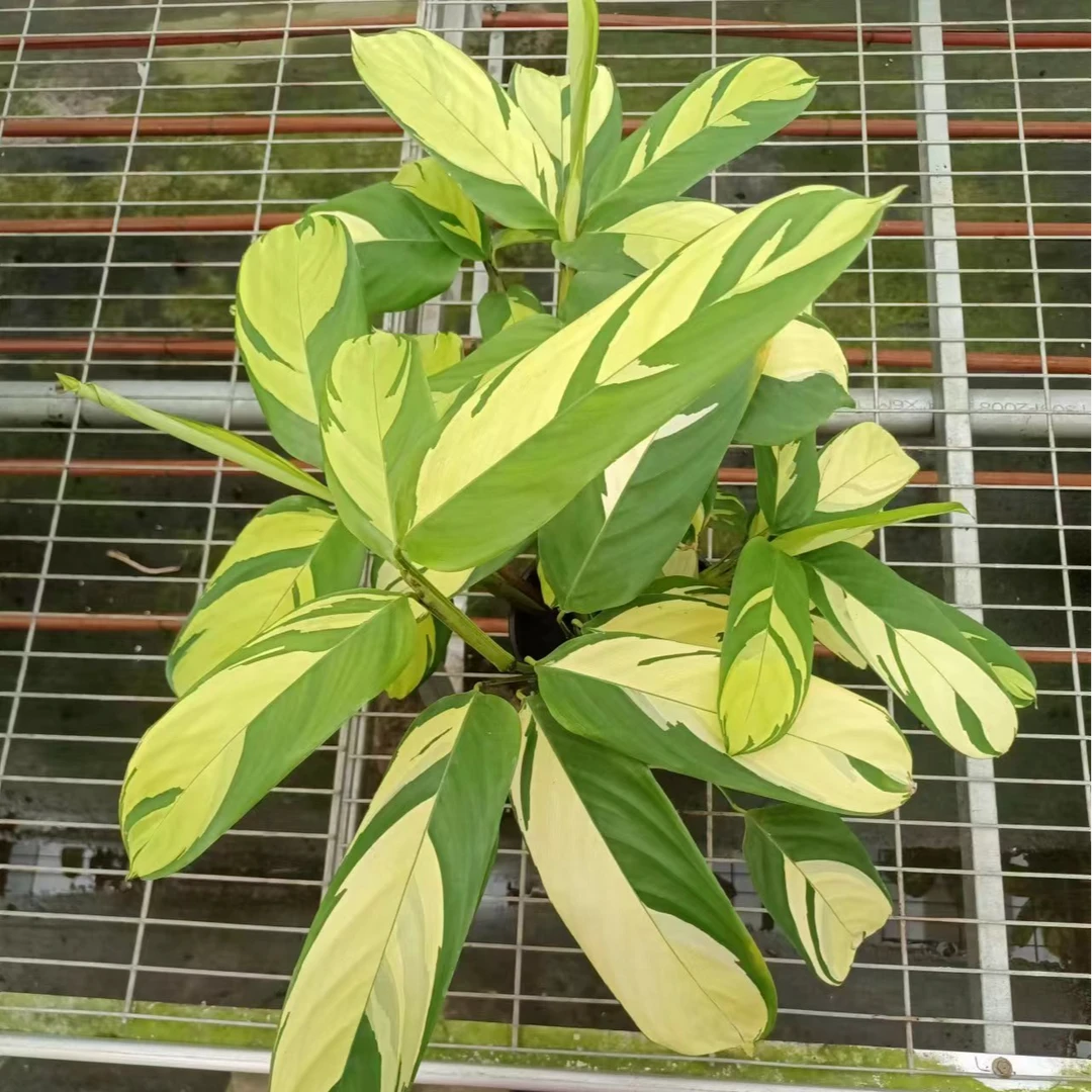 金梦油画竹芋盆栽室内好养