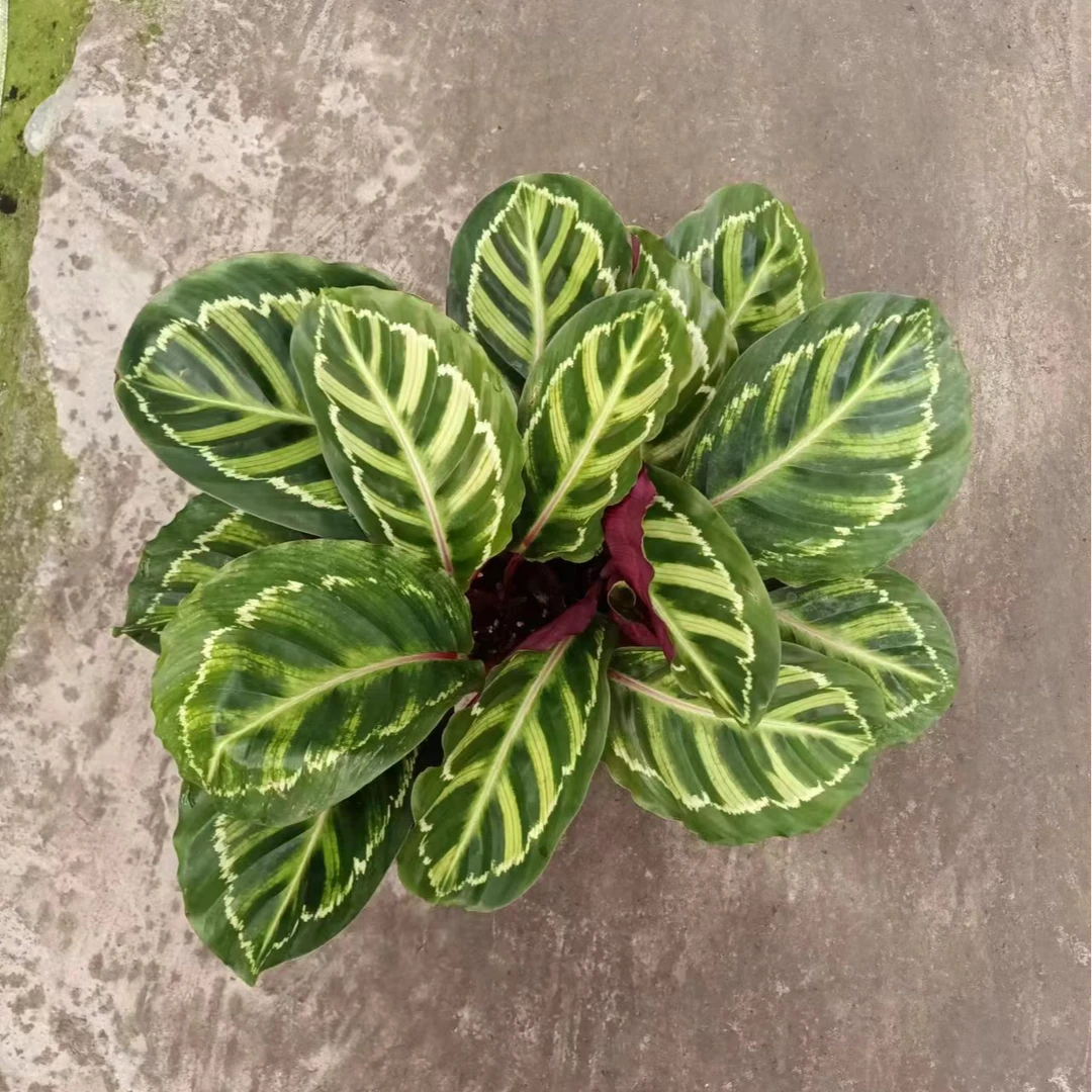 新美丽竹芋叶片油亮室内观叶植物