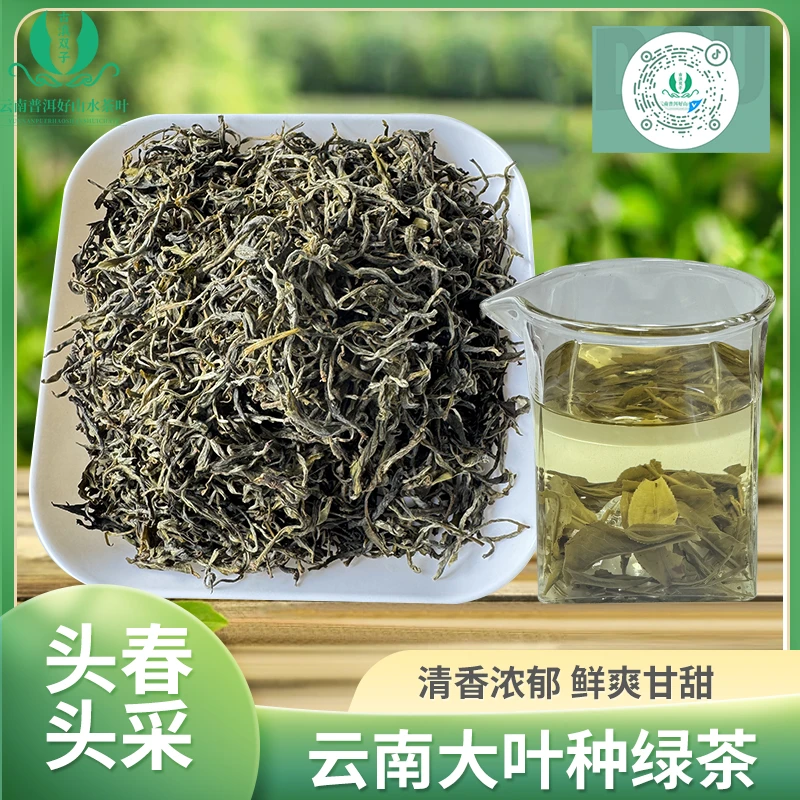 早春银丝正宗云南大叶种绿茶高山绿茶云抗十号茶叶新店活动福利款