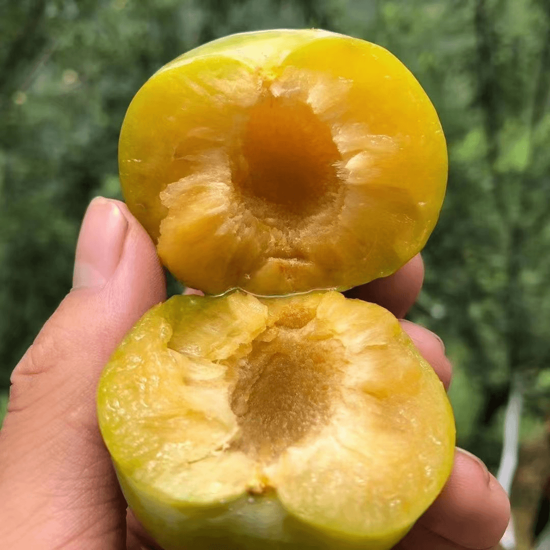 【空运直送】蜂糖李之乡贵州六马蜂糖李脆甜多汁新鲜采摘产地直供