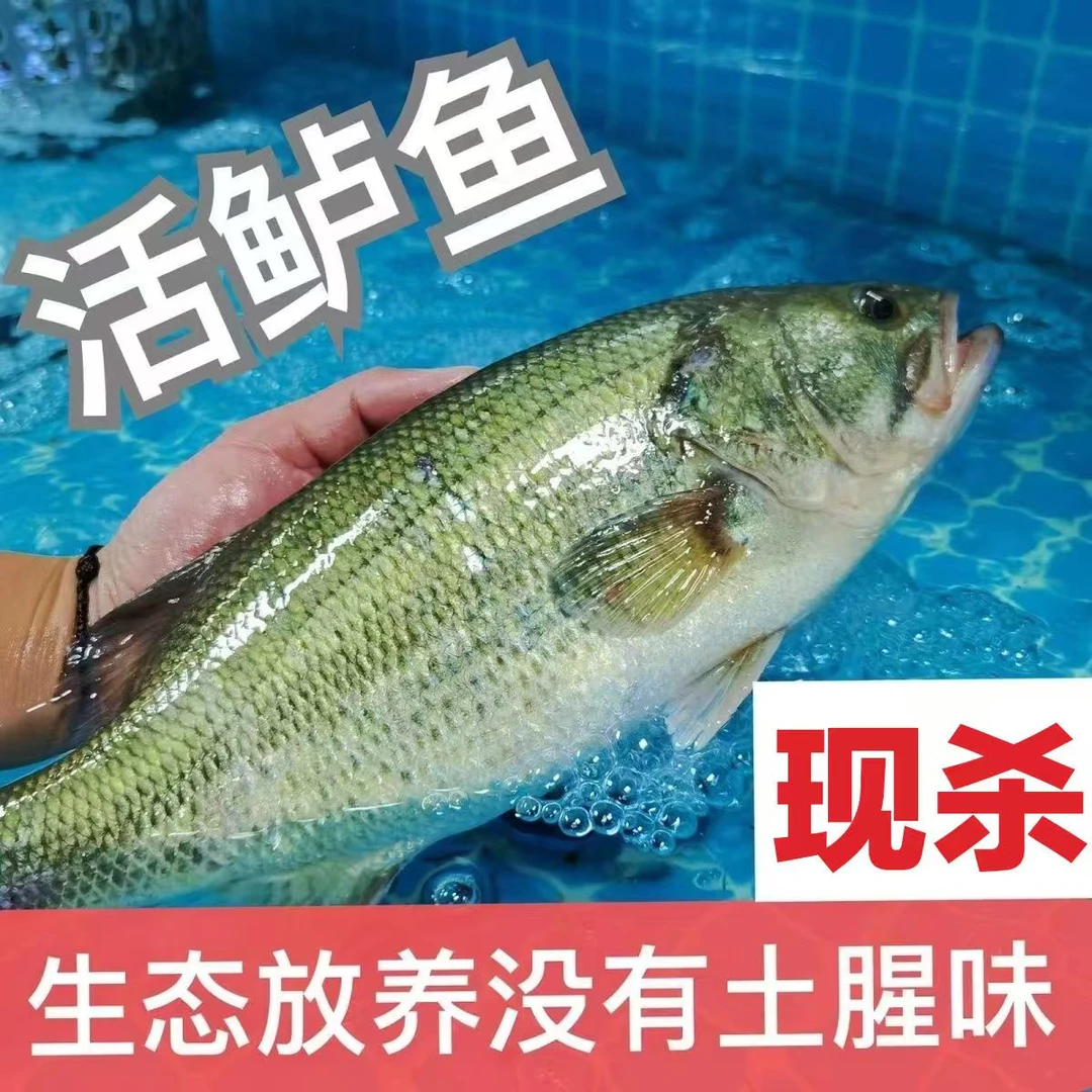 (特价中)淡水鲈鱼新鲜国产冰鲜大鱼鲜活冷冻真空特大饭店批发