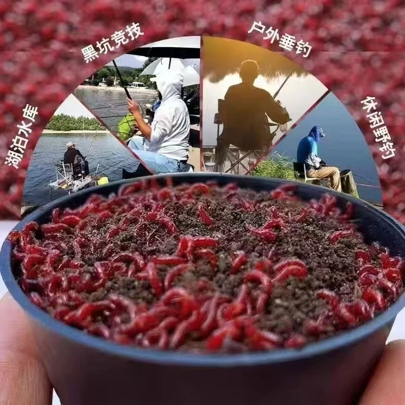 红虫带土混装红虫鲜活红虫