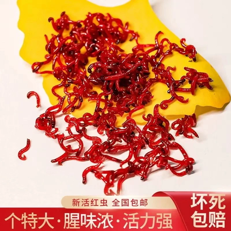 红虫活饵新鲜红虫野钓拉饵黑坑