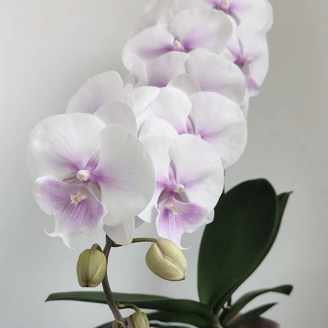 锦鲤【甜美人】3.5寸杯花苞株粉色系蝴蝶兰