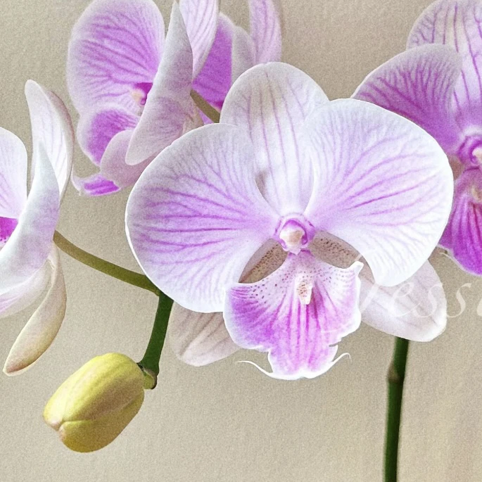 锦鲤【爱丽丝】3.0寸杯未出剑粉色系蝴蝶兰