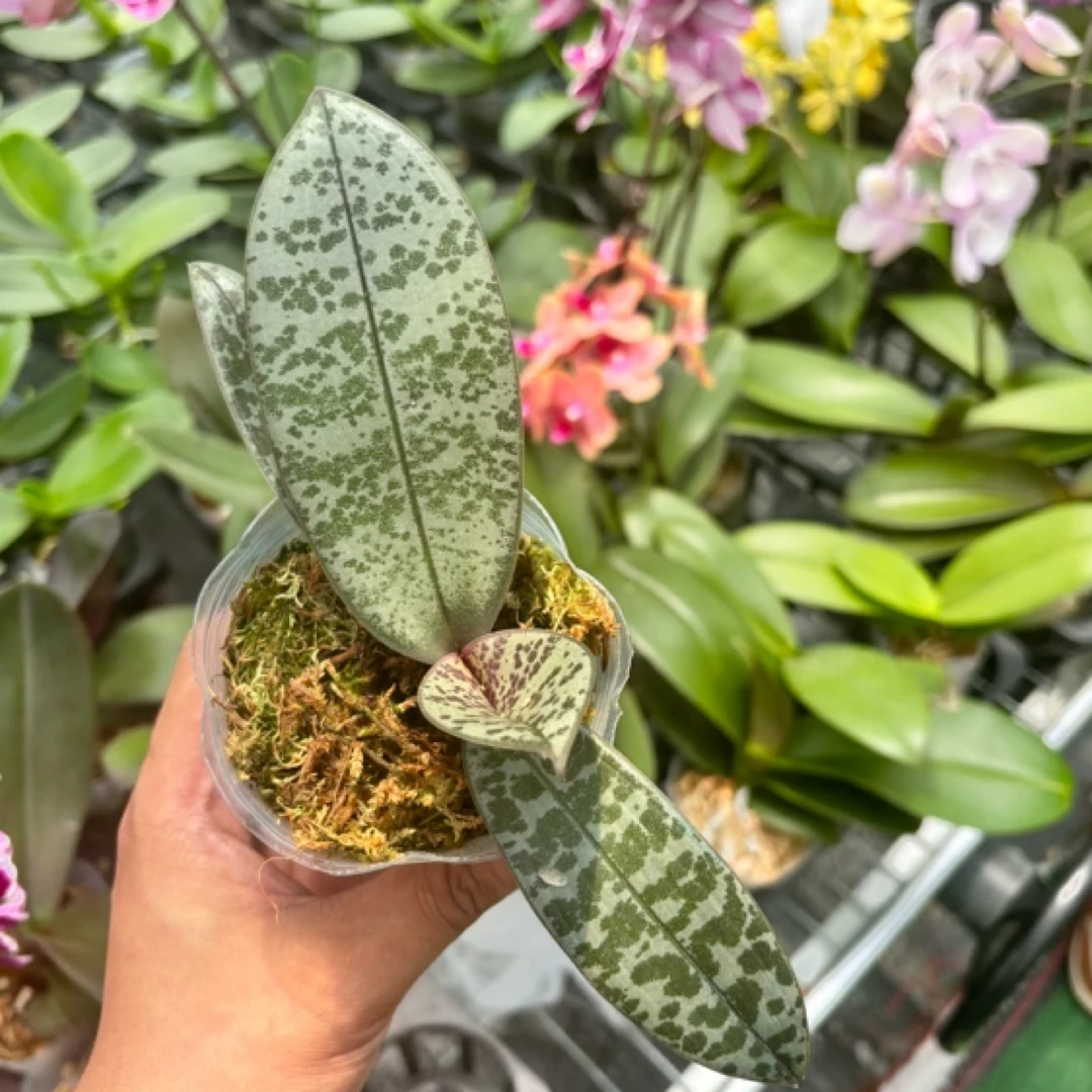 锦鲤【ZQ135西雷莉】《根系一般》粉色系蝴蝶兰2.8寸杯 未出剑苗