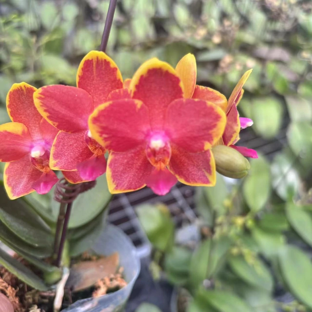 锦鲤【樱桃番茄】蜡质花蝴蝶兰橙色系小花浓香型出剑苗