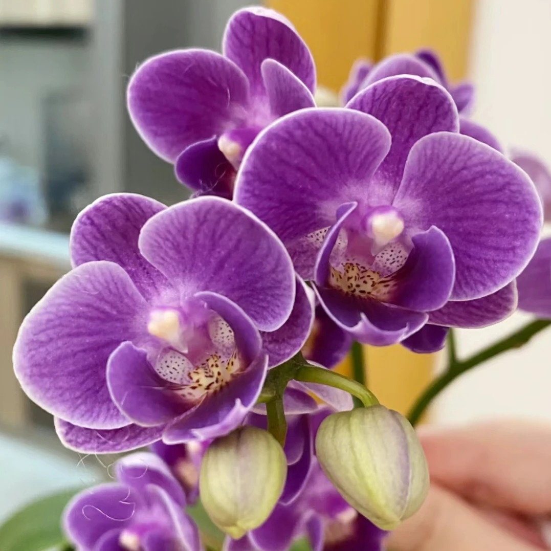 锦鲤【欧洲小兰】1.7寸杯紫色系蝴蝶兰小花