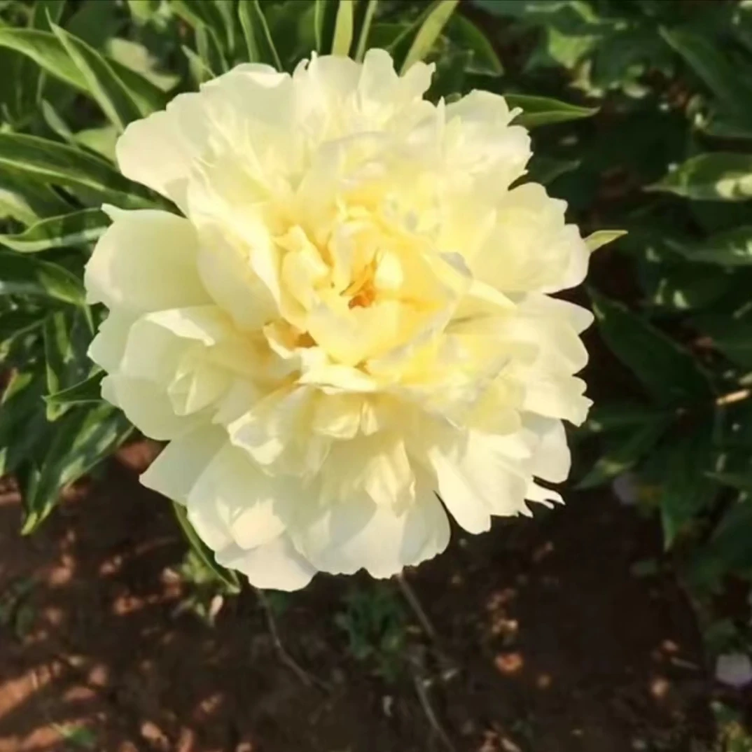 进口品种重瓣芍药花苗（金发女郎3-4芽）基地直发对版带芽耐寒好养